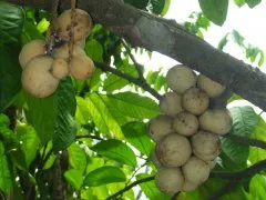 fructe Longan, proprietățile, compoziția și cum să mănânce fructe longan