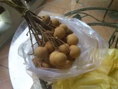 fructe Longan, proprietățile, compoziția și cum să mănânce fructe longan