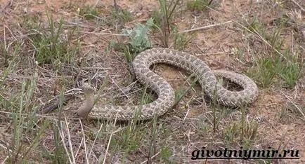 Viper șarpe