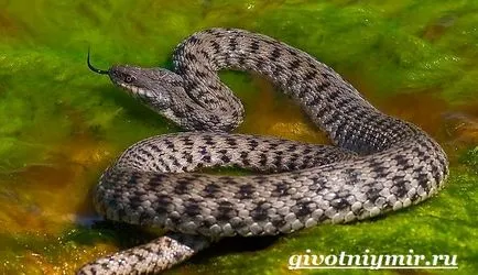 Viper șarpe