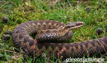 Viper șarpe