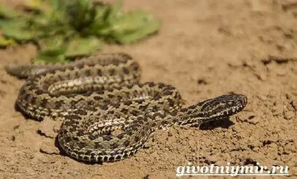 Viper șarpe