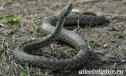 Viper șarpe