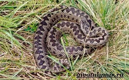 Viper șarpe