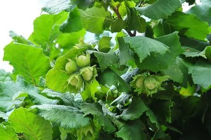 plantare și îngrijire Hazelnut