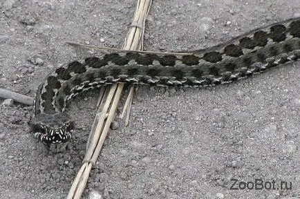 Sumator (berus vipera)