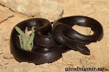 Viper șarpe