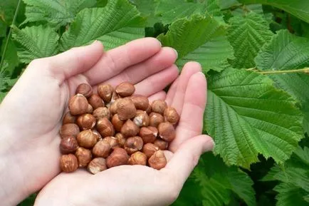 beneficiu Hazelnut și rău organismului, bărbați și femei, proprietățile (calorii) beneficiu și Hazelnut rău organismului, bărbați și femei, proprietăți