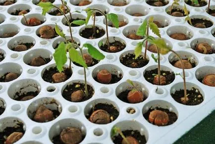 plantare și îngrijire Hazelnut