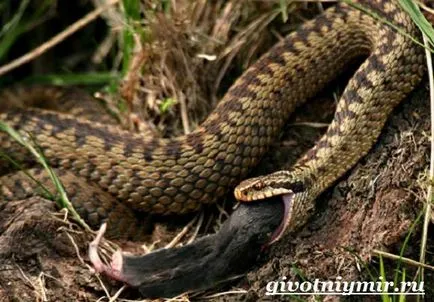 Viper șarpe
