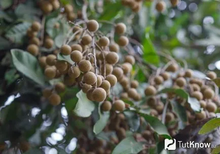 fructe Longan, proprietățile, compoziția și cum să mănânce fructe longan