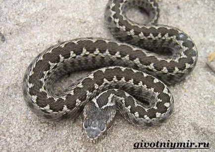 Viper șarpe