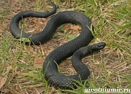 Viper șarpe