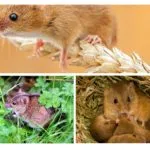 Unde sunt mouse-ul