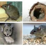 Unde sunt mouse-ul