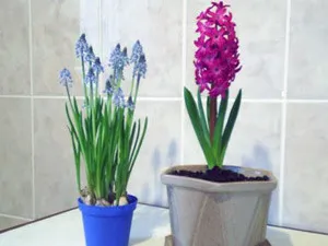 Hyacinth uscat, ce să facă cu un bec