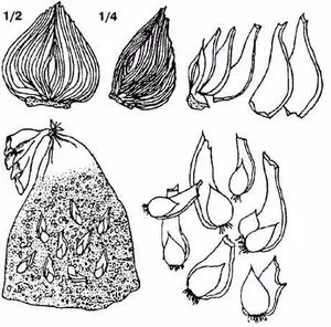 Hyacinth - plantare, îngrijire, cultivare (plantare) Zambile - plantare, îngrijire, cultivare