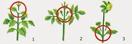 Dalii - îngrijire și cultivare, plante de plantare, fotografii