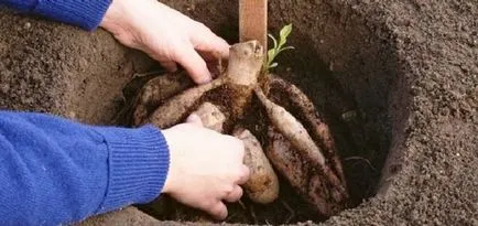 Dalii - îngrijire și cultivare, plante de plantare, fotografii