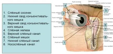 În cazul în care este sacul conjunctival, boala ochiului uman