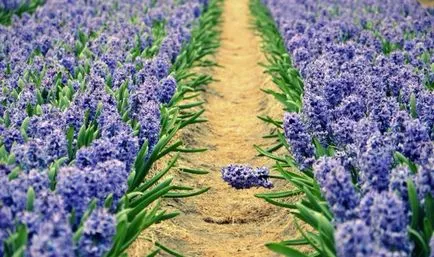 Hyacinth - plantare, îngrijire, cultivare (răsadurile de sol) Zambile - plantare, îngrijire, cultivare