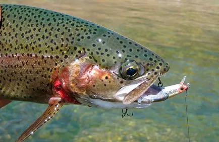 În cazul în care păstrăv de lac, fântânel, curcubeu, în special de pescuit pentru diferite tipuri de păstrăv