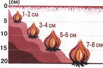 Hyacinth - plantare, îngrijire, cultivare (zambila) Zambile - plantare, îngrijire, cultivare