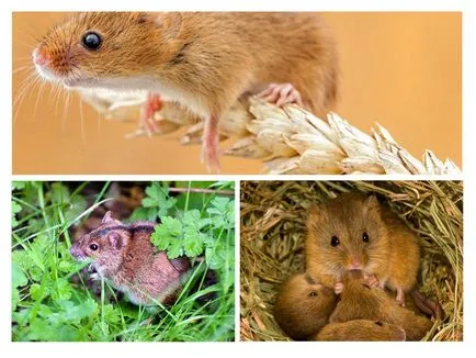 Unde sunt mouse-ul
