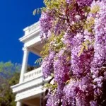 cultivarea Wisteria și întreținere, compoziții fotografice (multe flori înflorire Wisteria) cultivarea Wisteria și întreținere, compoziții fotografice