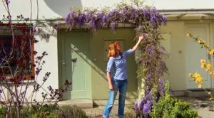 plantare Wisteria și îngrijirea viței de vie ornamentale