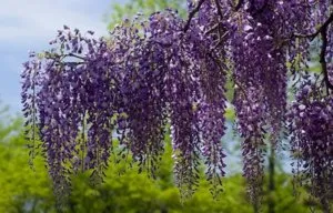 plantare Wisteria și îngrijirea viței de vie ornamentale