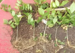 plantare Wisteria și îngrijirea viței de vie ornamentale