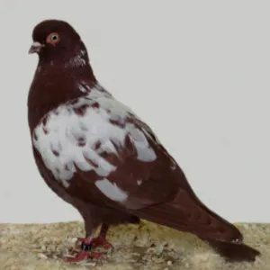 Dove bătut sau lovit sau așezat pe fereastră - un semn