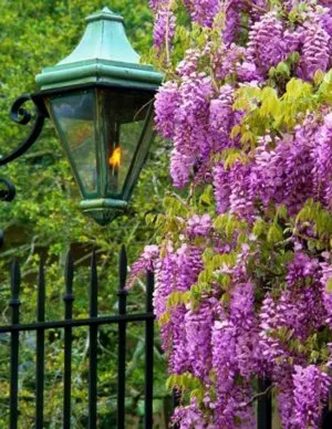 plantare Wisteria și îngrijirea viței de vie ornamentale