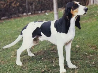 câini Beagle - un pic de istorie, în special diferențele de vânătoare și calificări (comportament tipic de vânătoare cu jocul principal comparație copoi ..) câini Beagle - un pic de istorie, în special diferențele de vânătoare și calificări