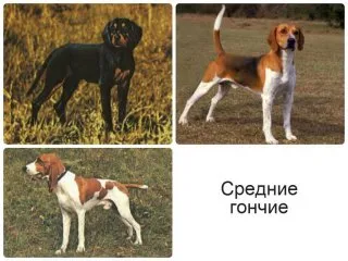 câini Beagle - un pic de istorie, în special diferențele de vânătoare și calificări (comportament tipic de vânătoare cu jocul principal comparație copoi ..) câini Beagle - un pic de istorie, în special diferențele de vânătoare și calificări