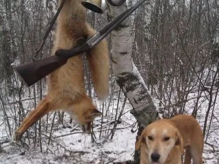 câini Beagle - un pic de istorie, în special diferențele de vânătoare și de calificare (diferențe) câini Beagle - un pic de istorie, în special diferențele de vânătoare și calificări