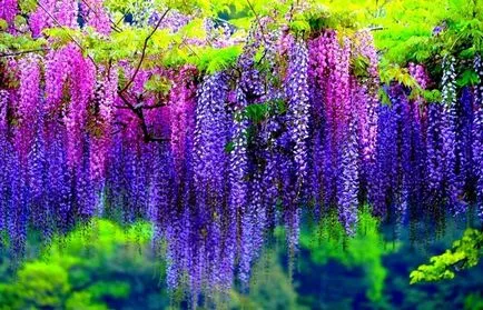 cultivarea Wisteria și întreținere, compozițiile foto (Wisteria) cultivarea Wisteria și întreținere, compoziții fotografice