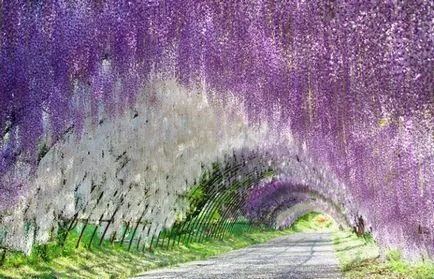 cultivarea Wisteria și întreținere, compoziții fotografice (creștere) cultivarea Wisteria și întreținere, compoziții fotografice