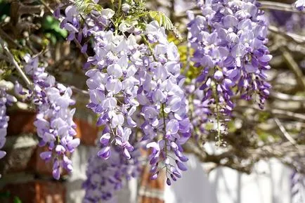 cultivarea Wisteria și întreținere, compozițiile foto (îngrijire) cultivarea Wisteria și întreținere, compoziții fotografice