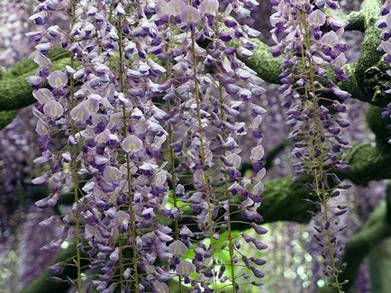 Wisteria - plantarea și îngrijirea, în creștere din semințe (de plantare) Wisteria - plantarea și îngrijirea, în creștere din semințe
