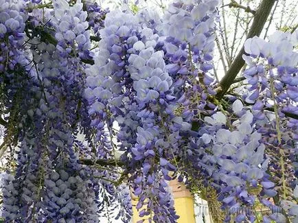 Wisteria - îngrijire și cultivare în casă