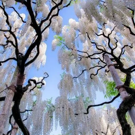 cultivarea Wisteria și întreținere, compoziții fotografice ( cultivarea Wisteria și întreținere, compoziții fotografice
