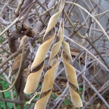 cultivarea Wisteria și întreținere, compoziții fotografice (creștere) cultivarea Wisteria și întreținere, compoziții fotografice