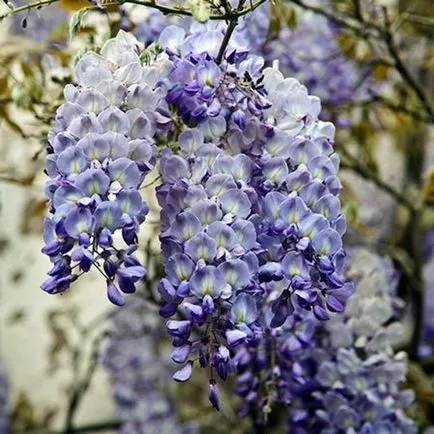 cultivarea Wisteria și întreținere, compozițiile foto (îngrijire) cultivarea Wisteria și întreținere, compoziții fotografice