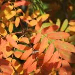 simptome fungus Toe, tratamentul, prevenirea