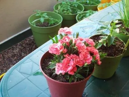 Cultivarea Carnation din semințe la domiciliu (Carnation) Cultivarea Carnation din semințe la domiciliu