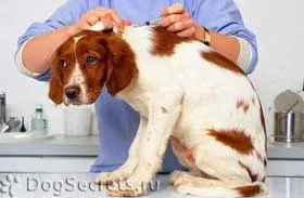 Instrucțiuni cum să facă un câine împușcat