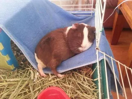 Jucării pentru porci de guineea cumpără sau master propriile lor mâini (mare) Jucării pentru porci de guineea cumpără sau master propriile lor mâini
