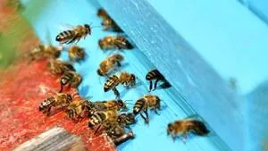 albinele roiesc artificiale protivoroevye tehnici de bază în apicultură
